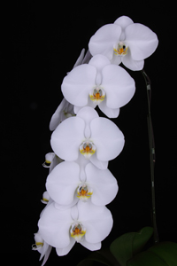 Phal. Zuma White Puff Logan Vasquez AM 83 pts. large photo